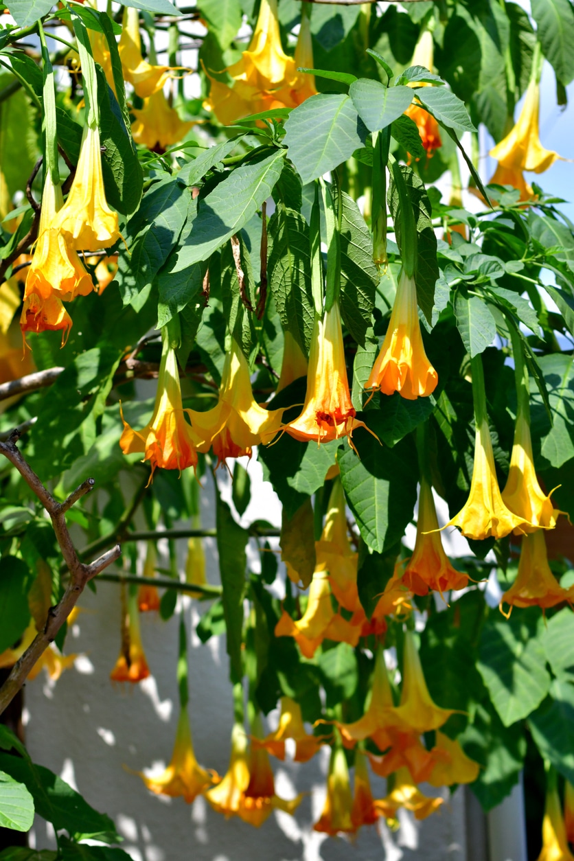 Angyaltrombita (Brugmansia)