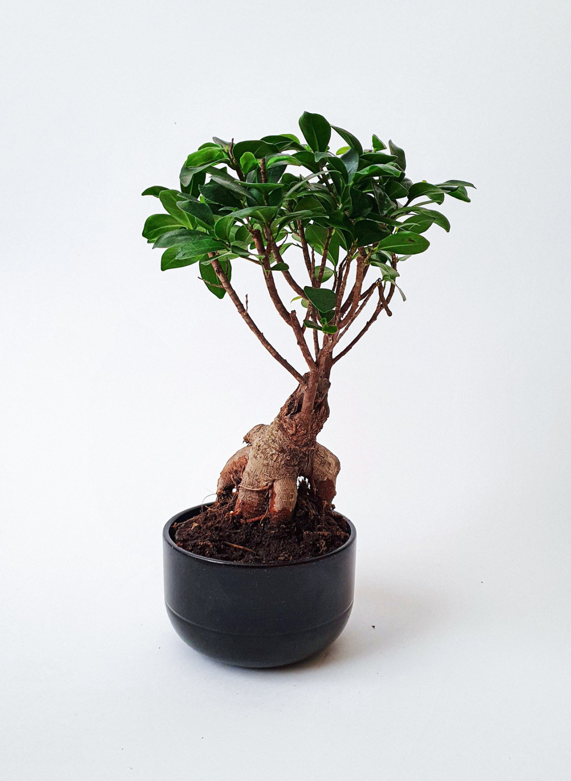Bonsai