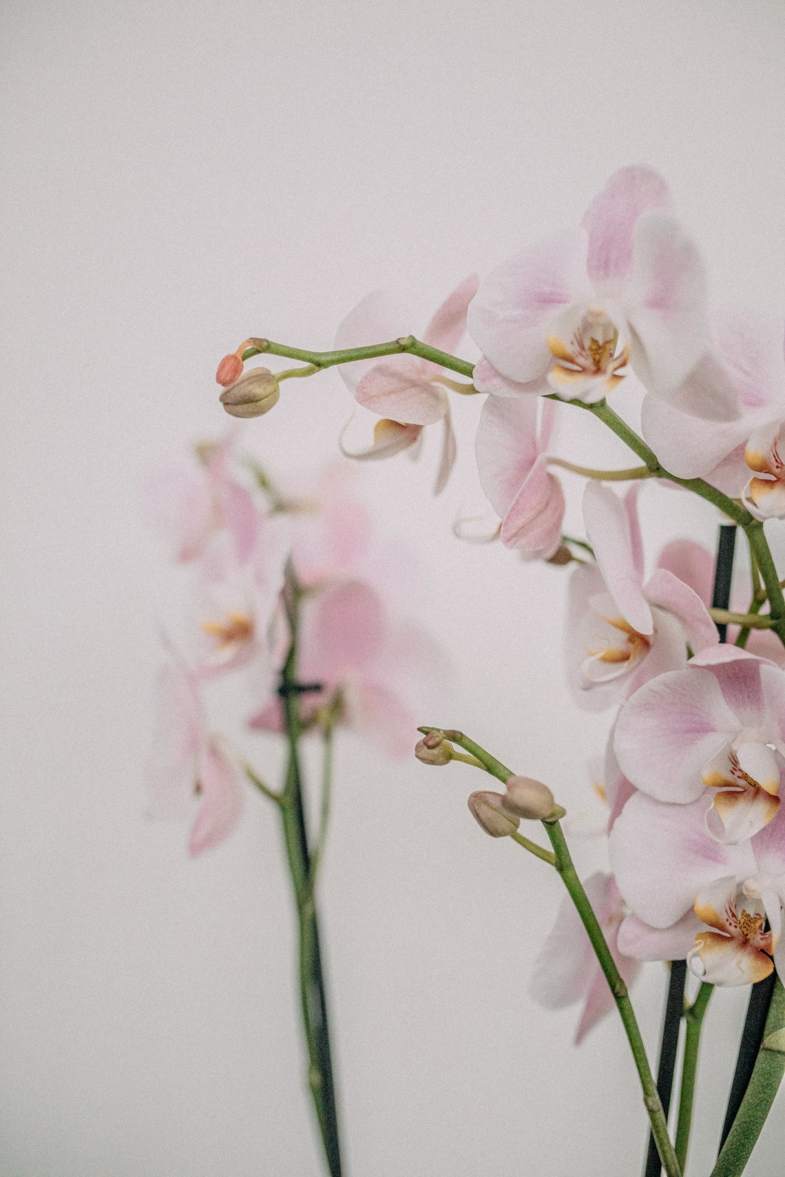 Orchidea