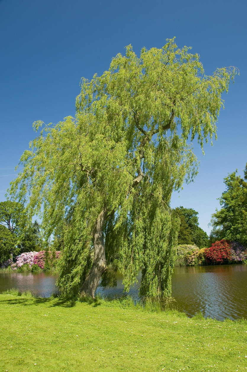 Csavart fűz (Salix babylonica var. pekinensis 'Tortuosa’)Csavart fűz (Salix babylonica var. pekinensis 'Tortuosa’)