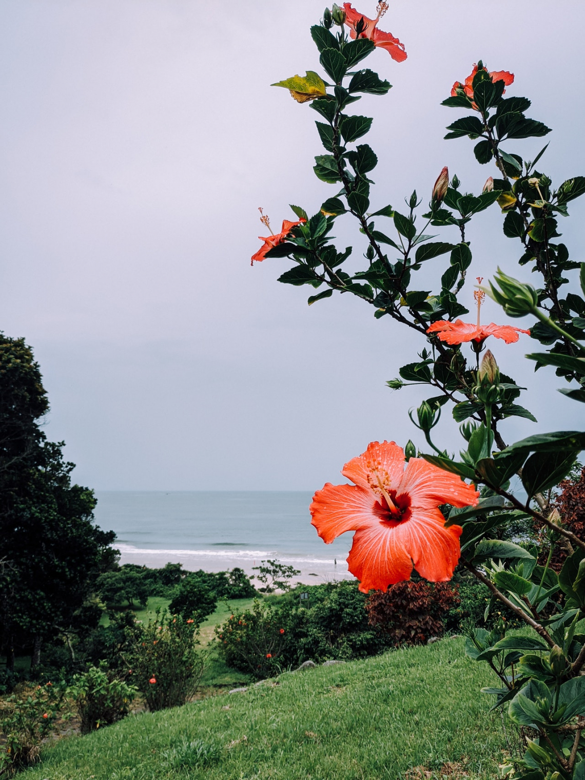 Mocsári hibiszkusz (Hibiscus moscheutos)