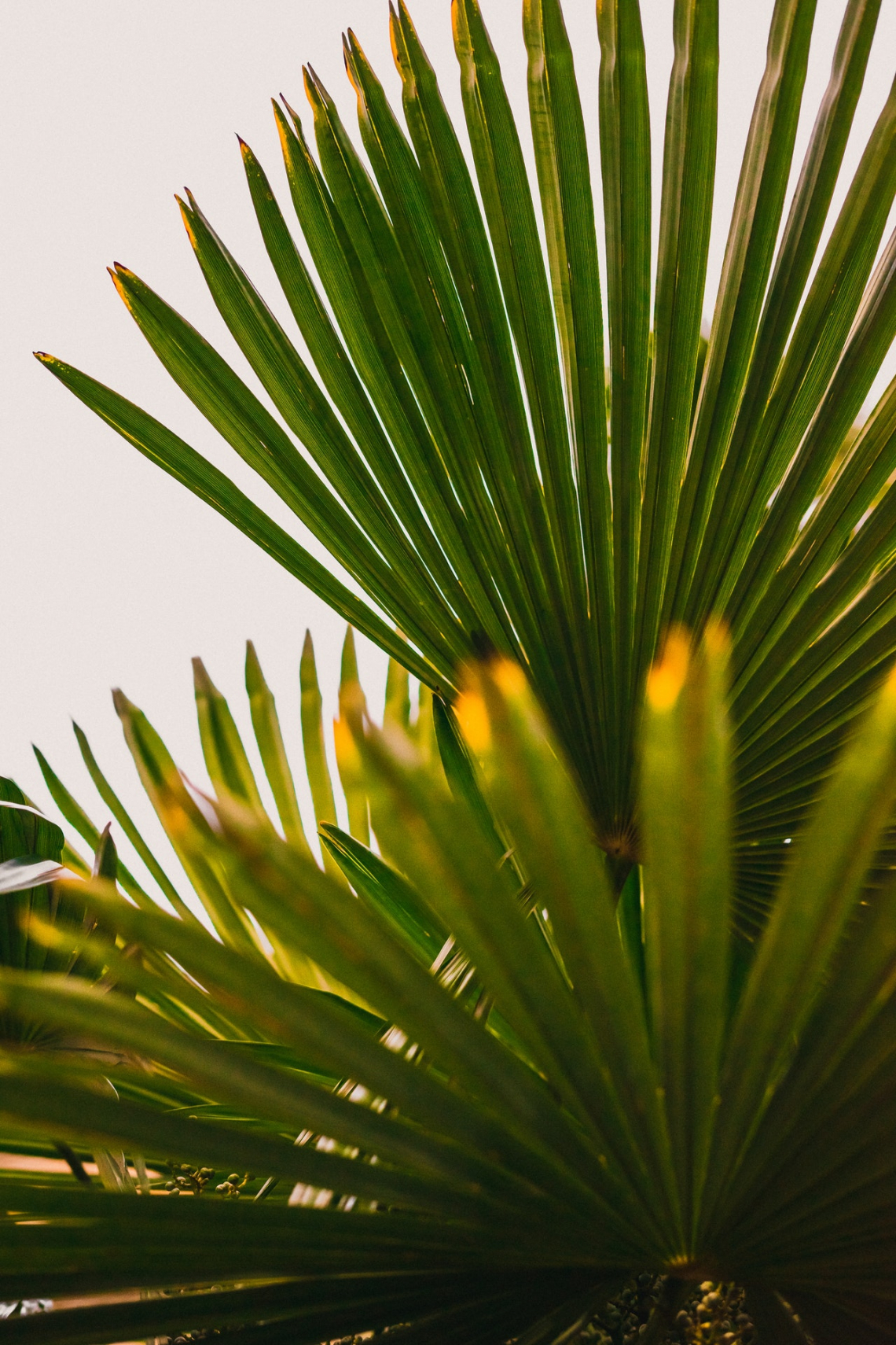 Japán/Kínai/Indiai kenderpálma (Trachycarpus)