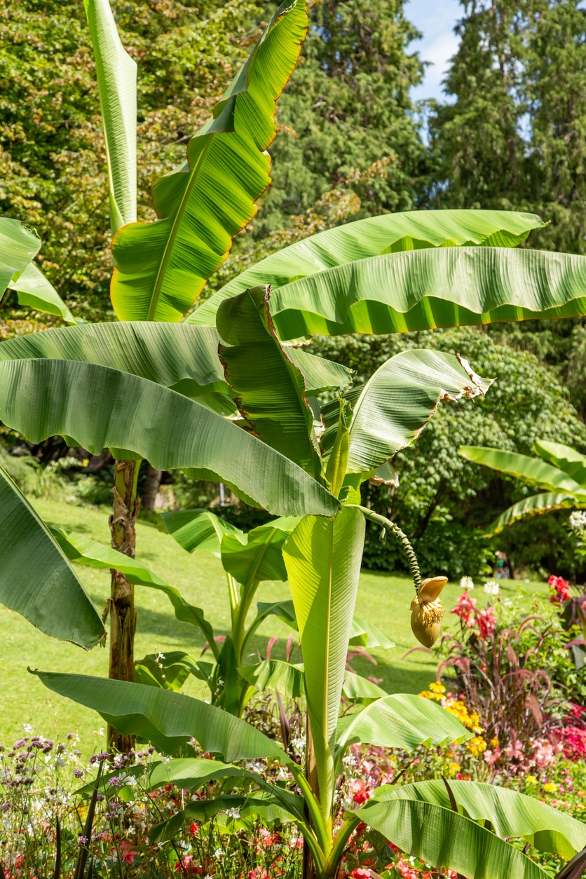 Télálló banán (Musa basjoo)