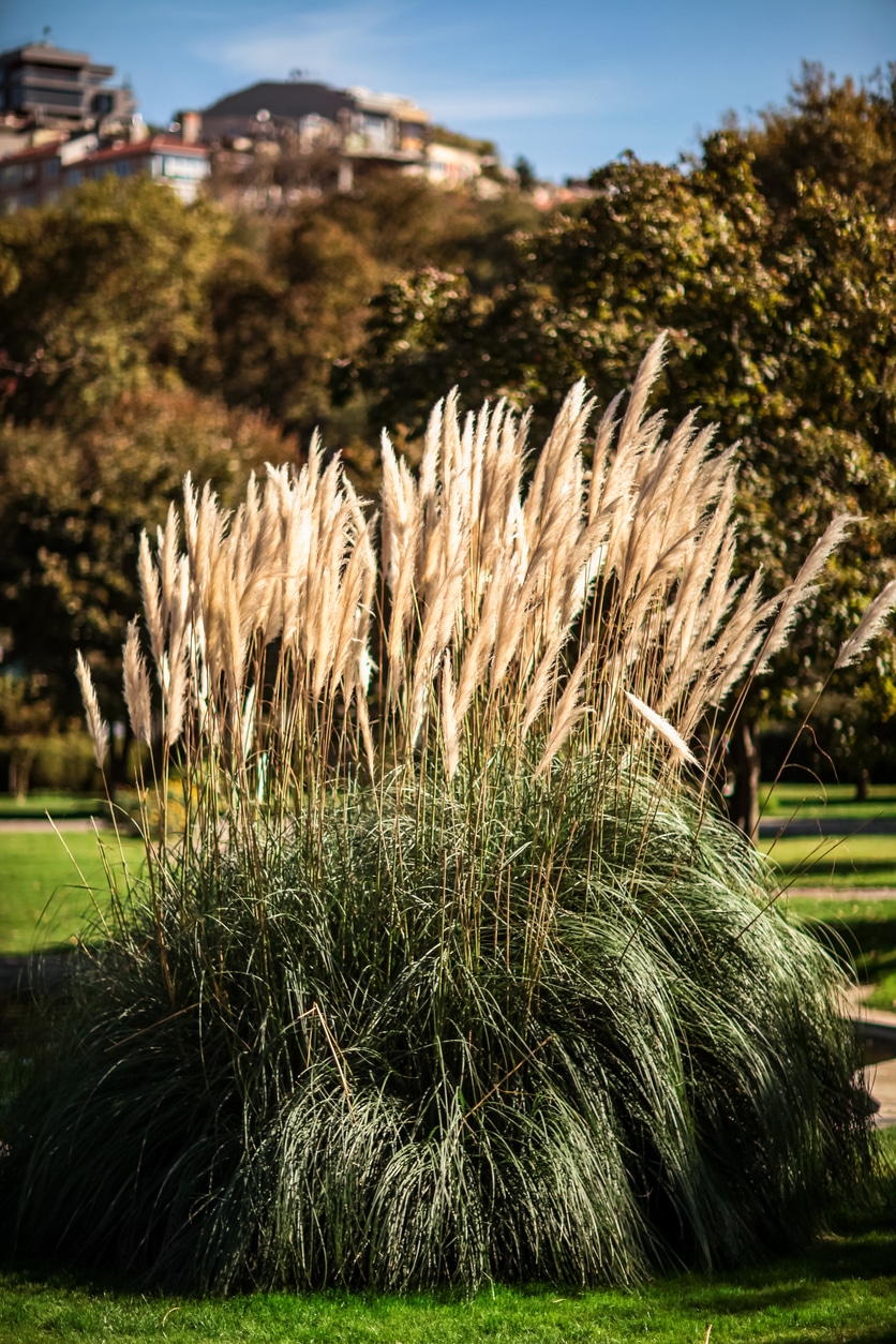 Ezüstös pampafű (Cortaderia selloana)