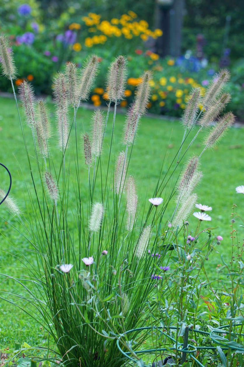 Tollborzfű (Pennisetum alopecuroides)