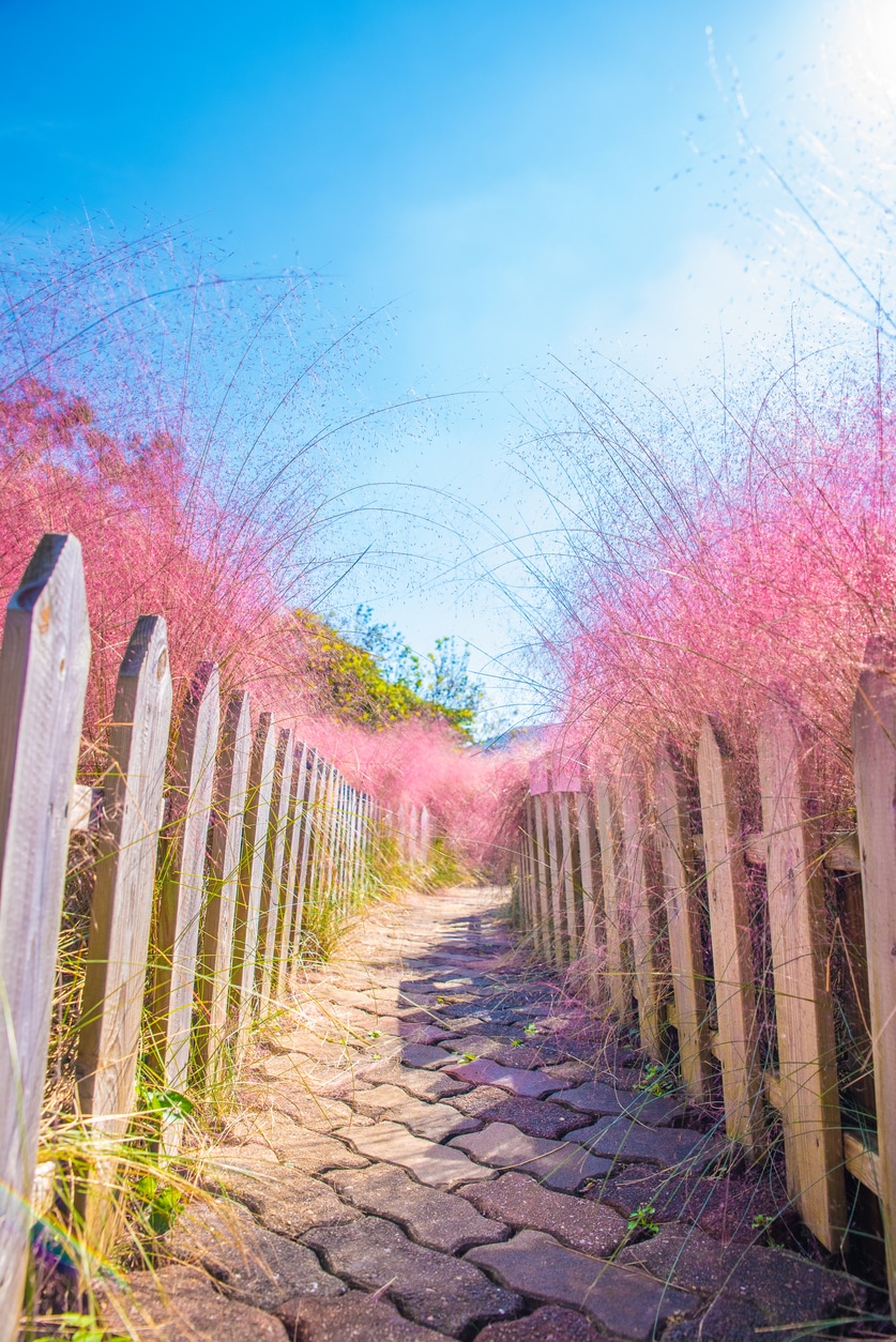 Vattacukorfű (Muhlenbergia capillaris)