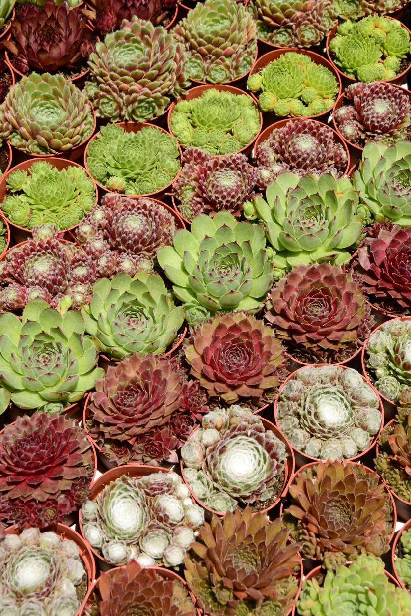 Kövirózsa (Sempervivum)