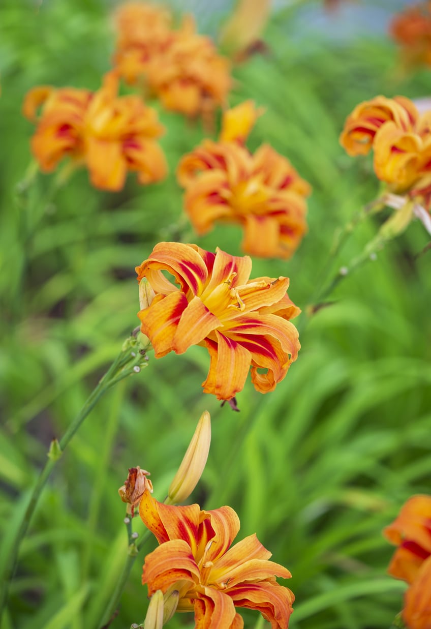 Sásliliom (Hemerocallis)
