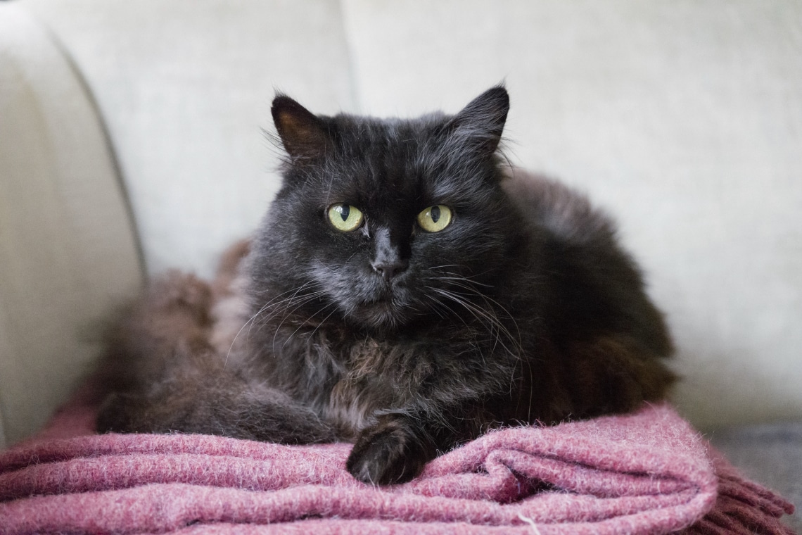 15 csodaszép fekete macskafajta, amit nem ismertél
