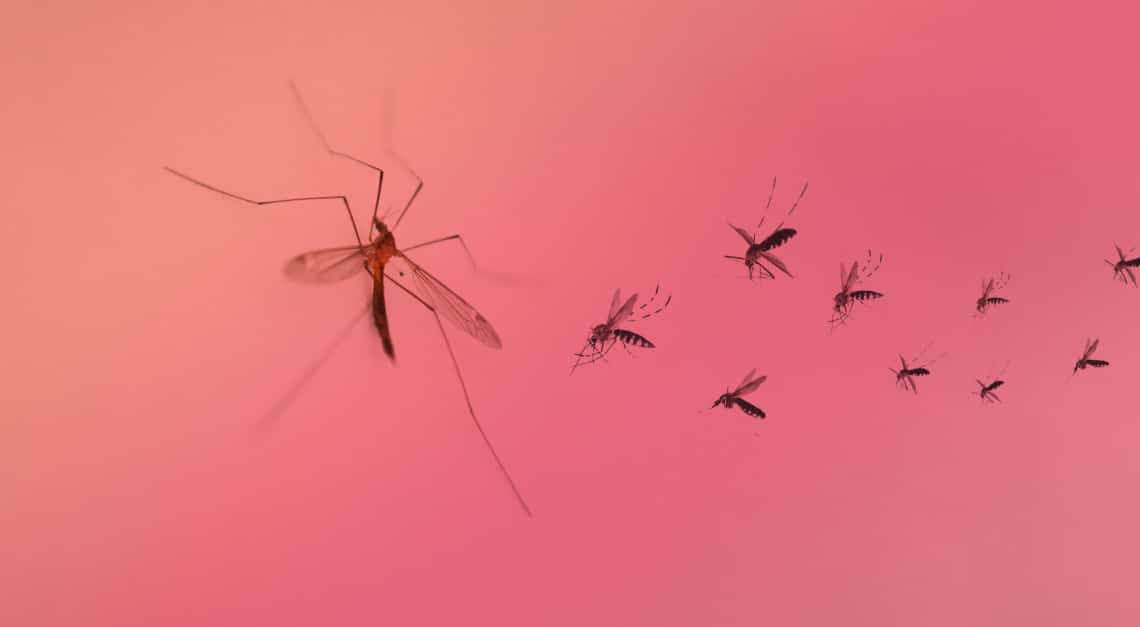 Nekem ez vált be szúnyogcsípés ellen –  természetes gyógyírokat teszteltem