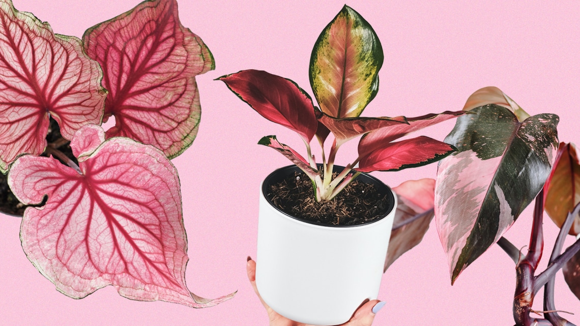 10 rózsaszín levelű szobanövény, amivel feldobhatod az otthonodat