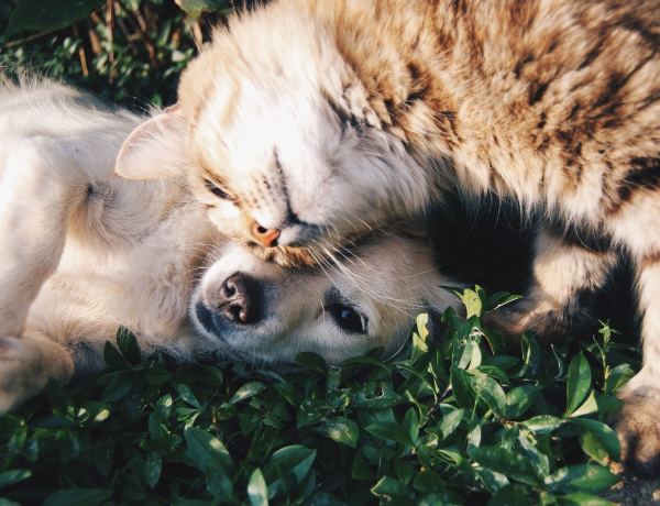 Miért szükséges rendszeres féreghajtás kutyáknál és macskáknál is?