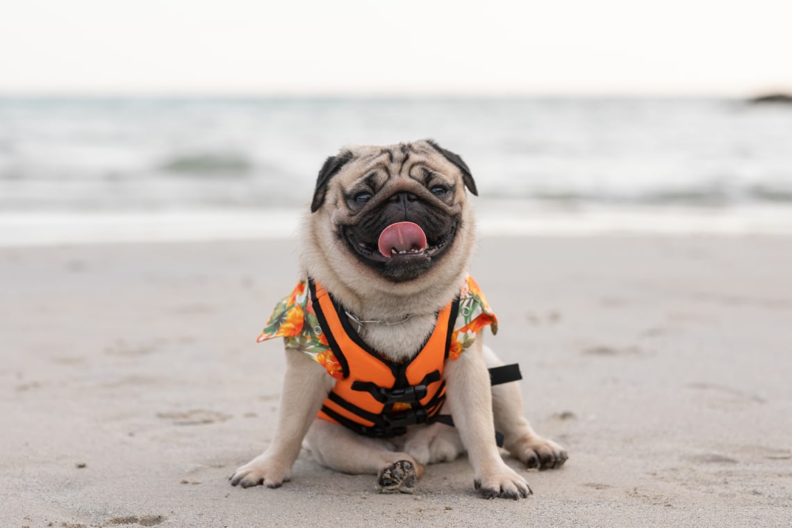 Ezek a kutyafajták nagyobb eséllyel kapnak hőgutát