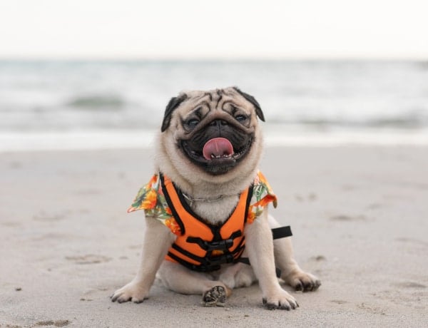 Ezek a kutyafajták nagyobb eséllyel kapnak hőgutát