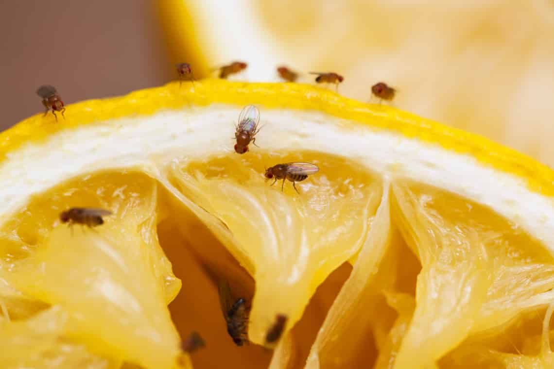 Muslicainvázió a lakásban – Mit tehetsz a kis kellemetlenkedők ellen?