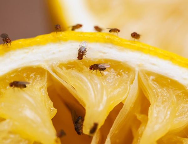 Muslicainvázió a lakásban – Mit tehetsz a kis kellemetlenkedők ellen?