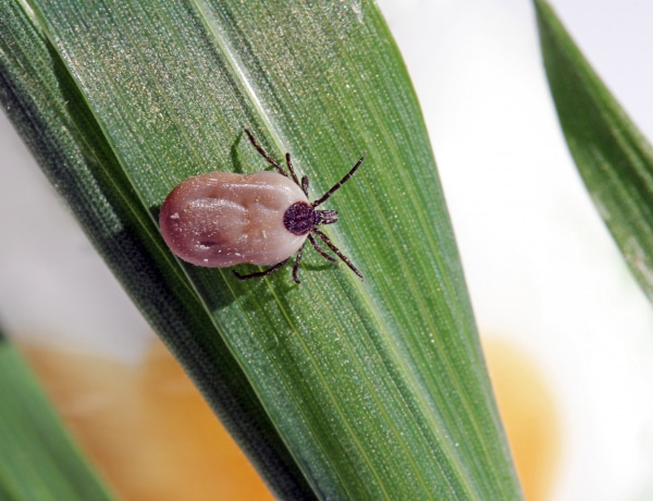Vérszívó kullancsok: van egy természetes kullancsriasztó receptünk