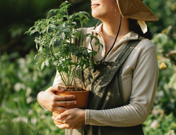 Természetes módszerrel 10 kártevő ellen: hasznos növények, amik megvédik a veteményeskertet 