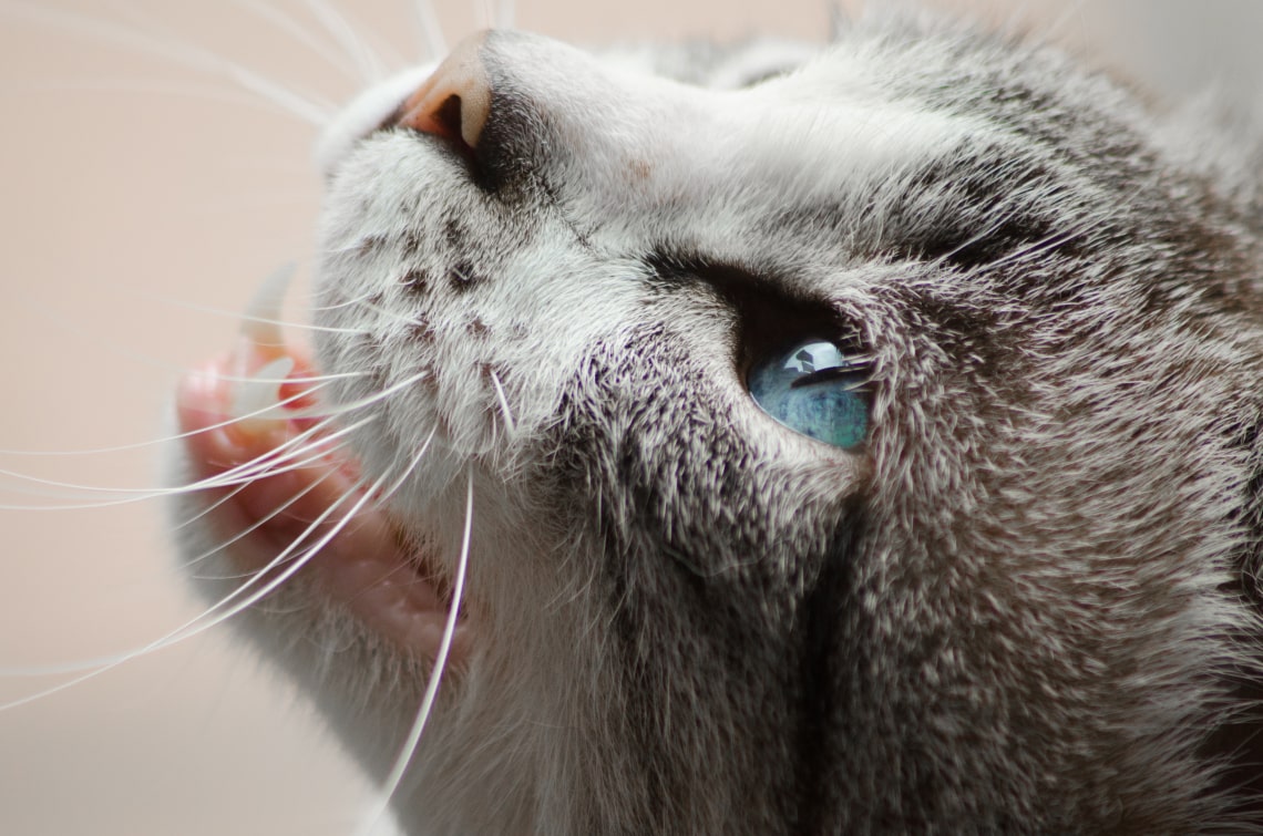 A macskának tényleg a házikoszt az ideális táplálék? Számoljunk le a tévhitekkel!