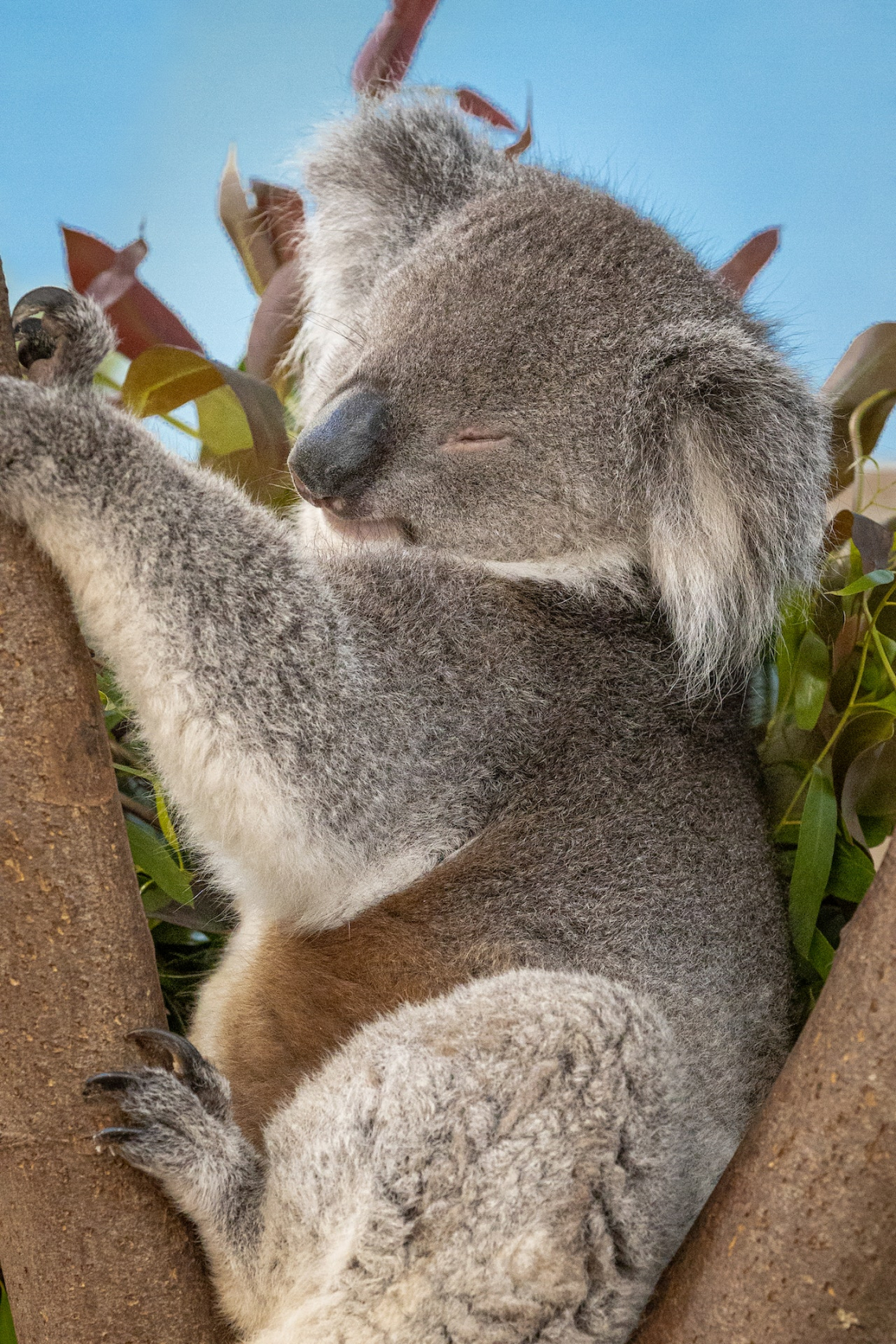 Koala helyett krokodil