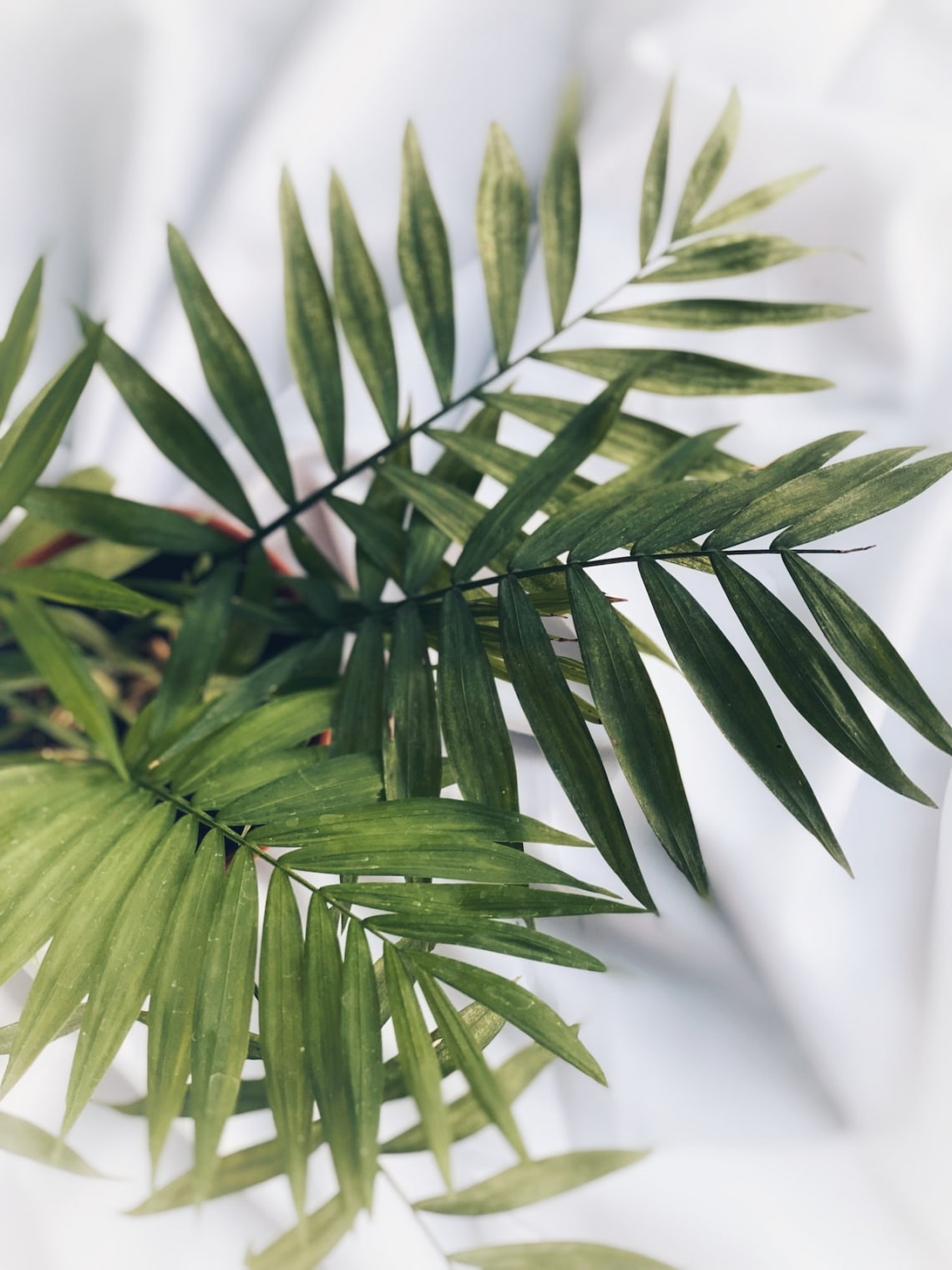 Mexikói bambuszpálma