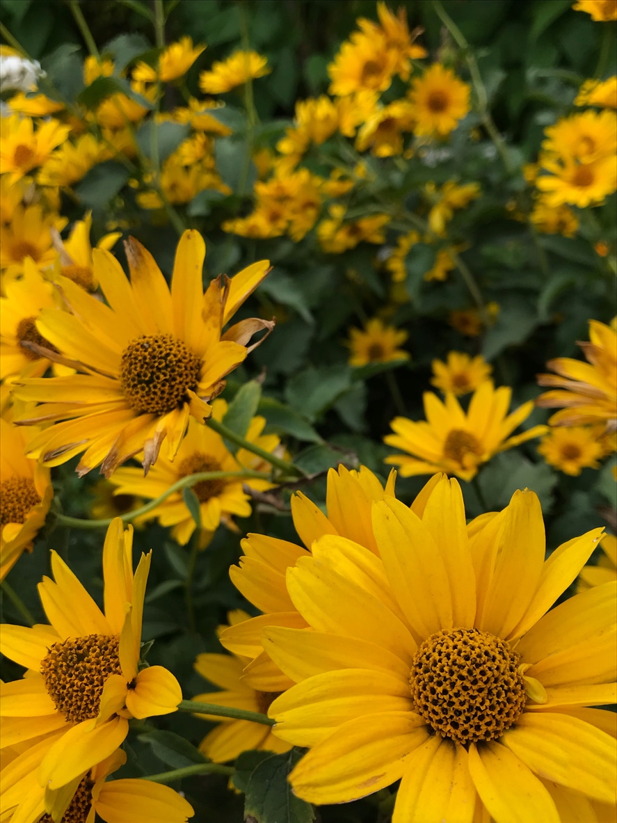 Érdes napszemvirág (Heliopsis helianhoides)