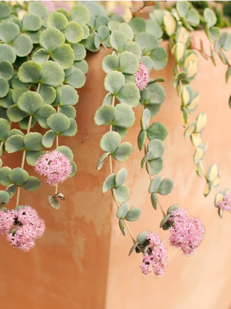 Októberi varjúháj (Sedum sieboldii)