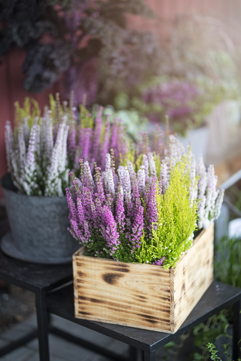 Csarab (Calluna vulgaris)