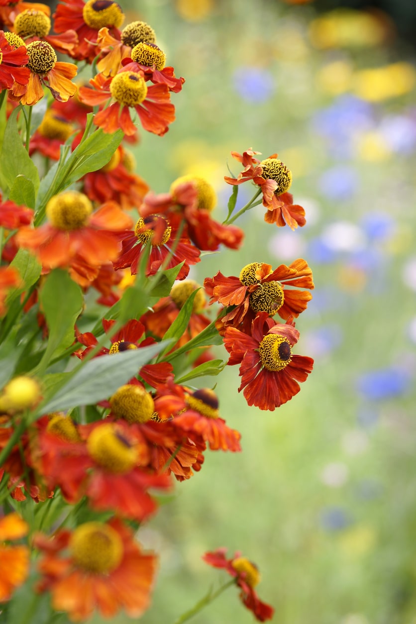 Őszi napfényvirág (Helenium)