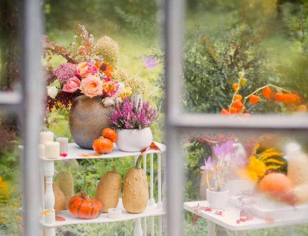 6 ősszel nyíló virág a kertedbe és balkonra a krizantémon, őszirózsán túl