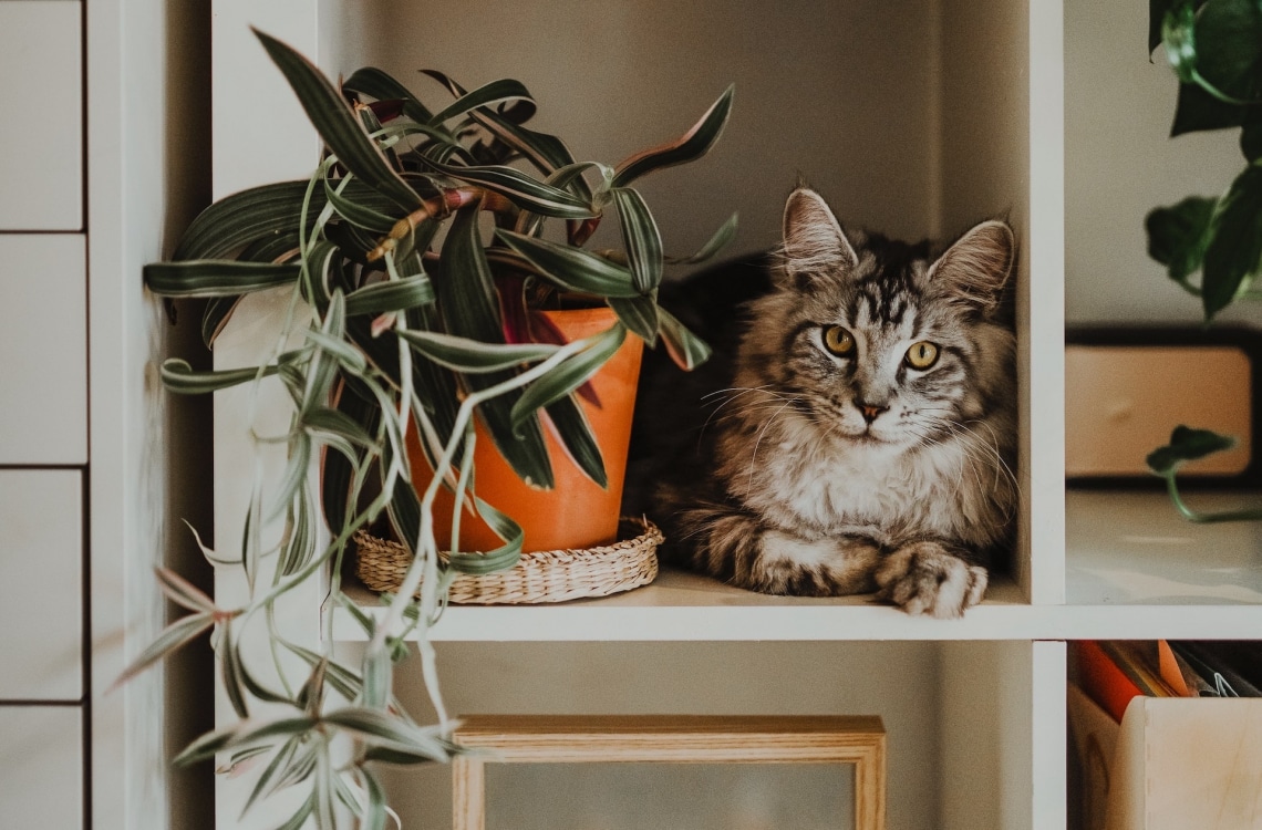 10 közkedvelt szobanövény, amik nem mérgezőek – gyerekek és állatok mellé is ideálisak 