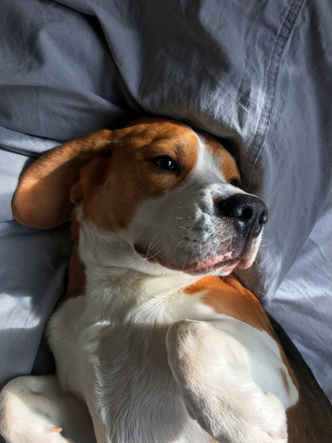Beagle