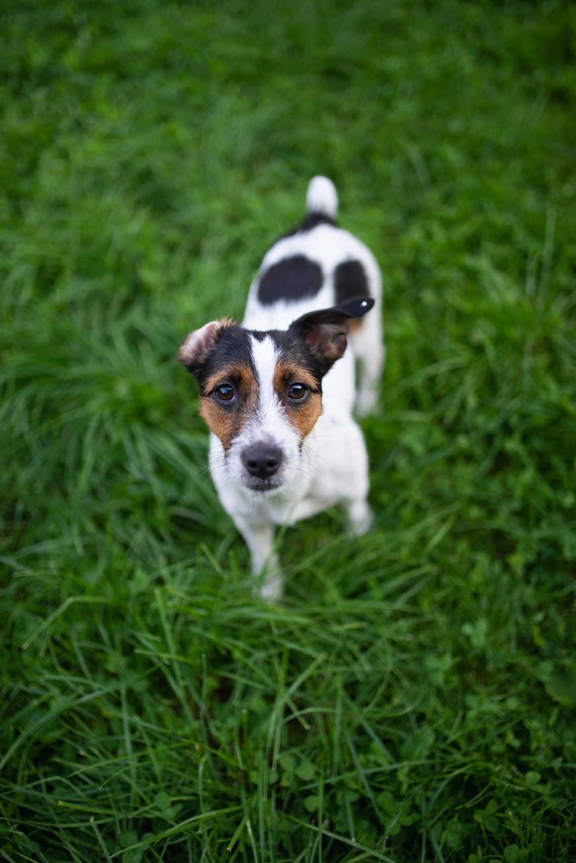 Jack Russel Terrier