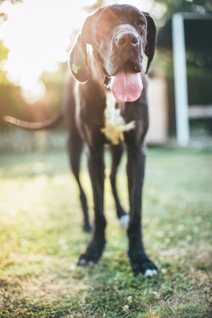 Német dog