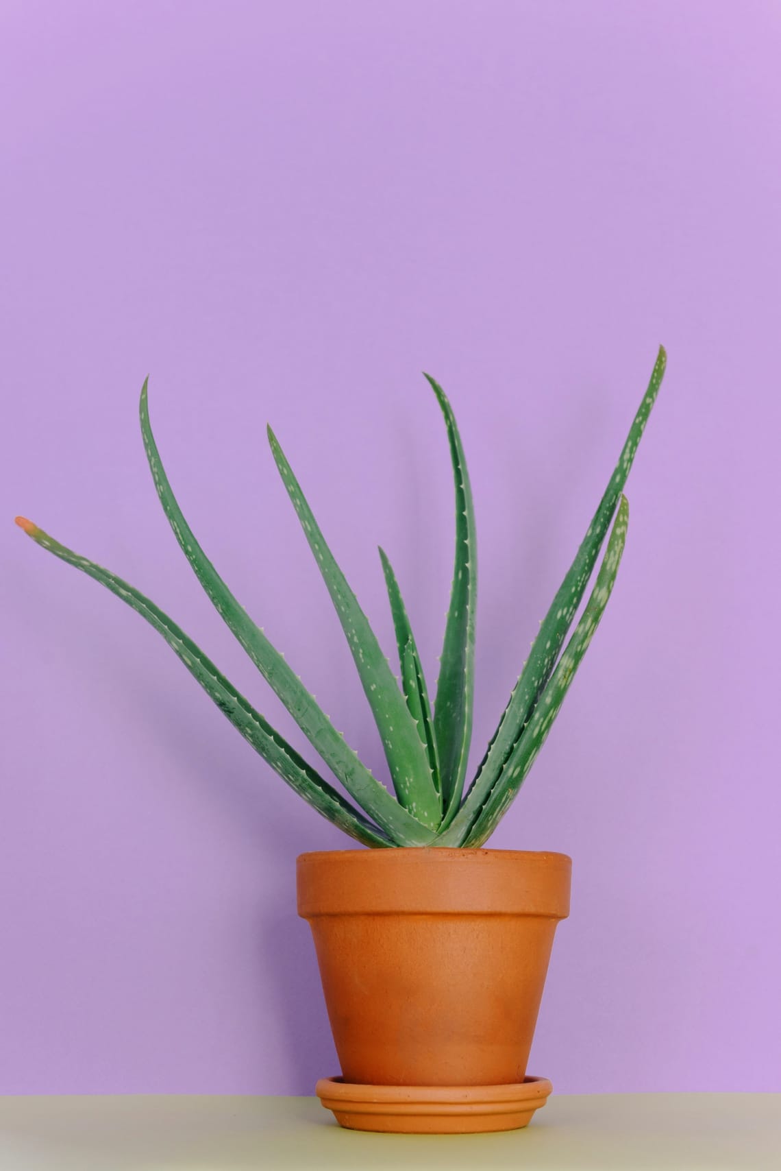 Aloe vera