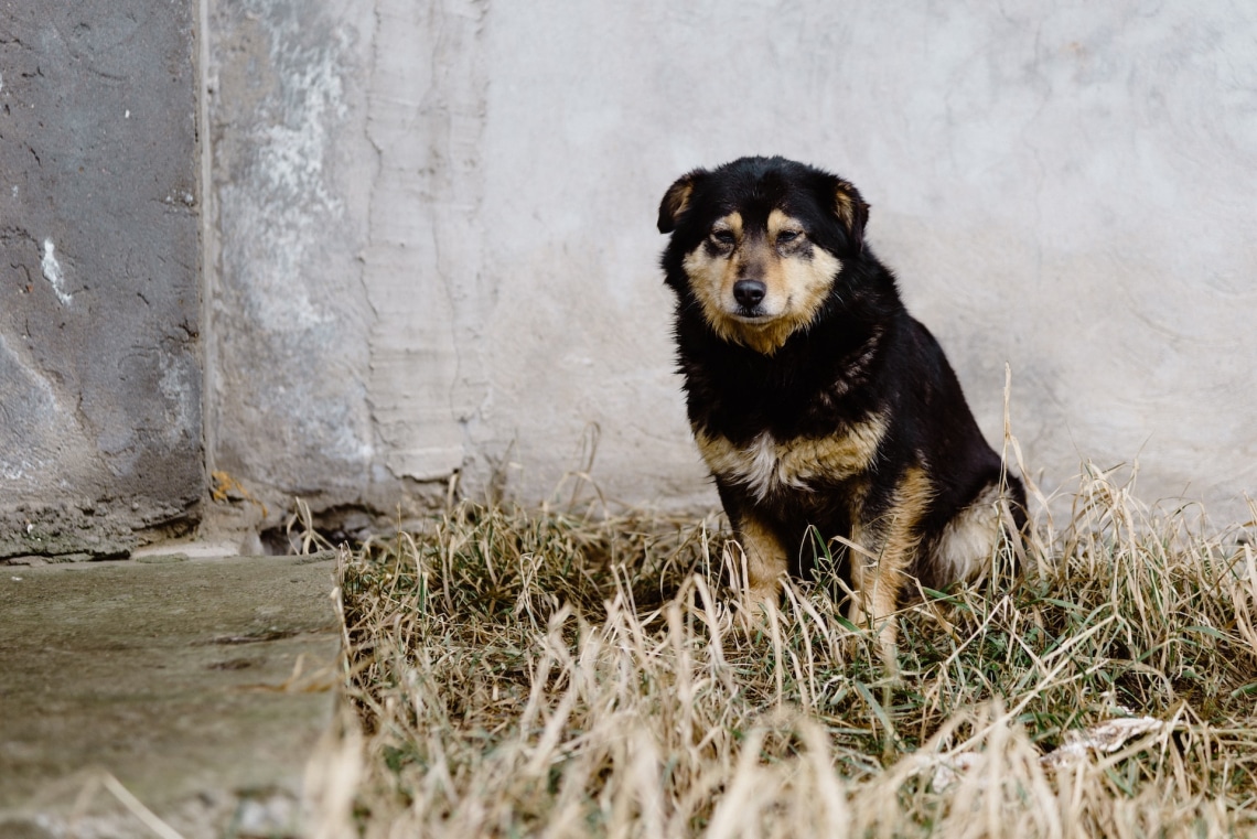 2000 állatot mentettek meg az életüket kockáztató ukrán önkéntesek