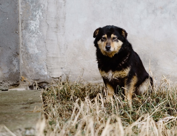 2000 állatot mentettek meg az életüket kockáztató ukrán önkéntesek