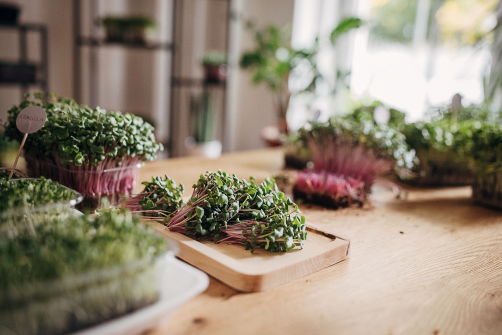 Élelmiszerek, táplálkozás aszteroida becsapódás