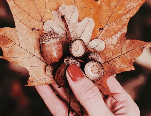 Makk mánia: 10 ötletes dekoráció az ősz kis terméseivel