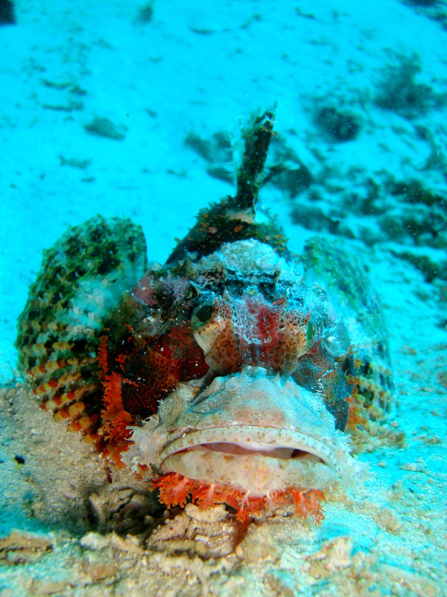 A legnagyobb fájdalmat okozó állatok