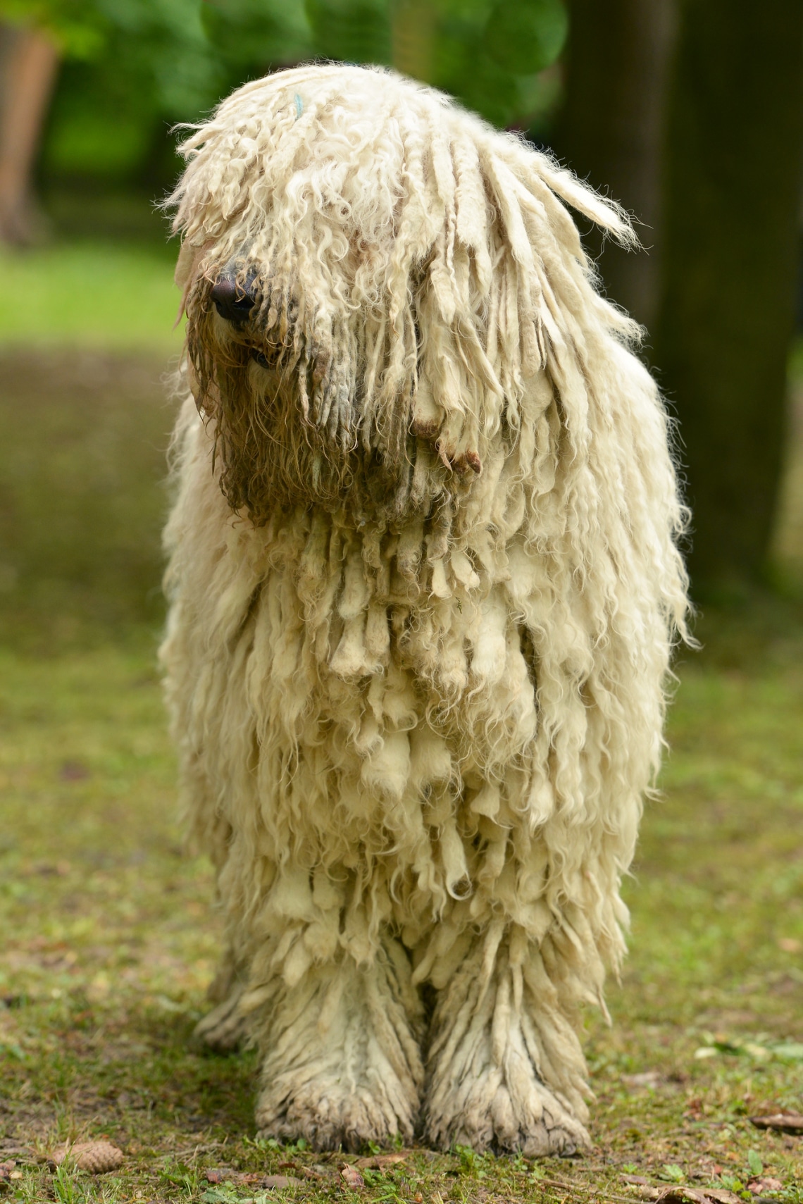 Komondor