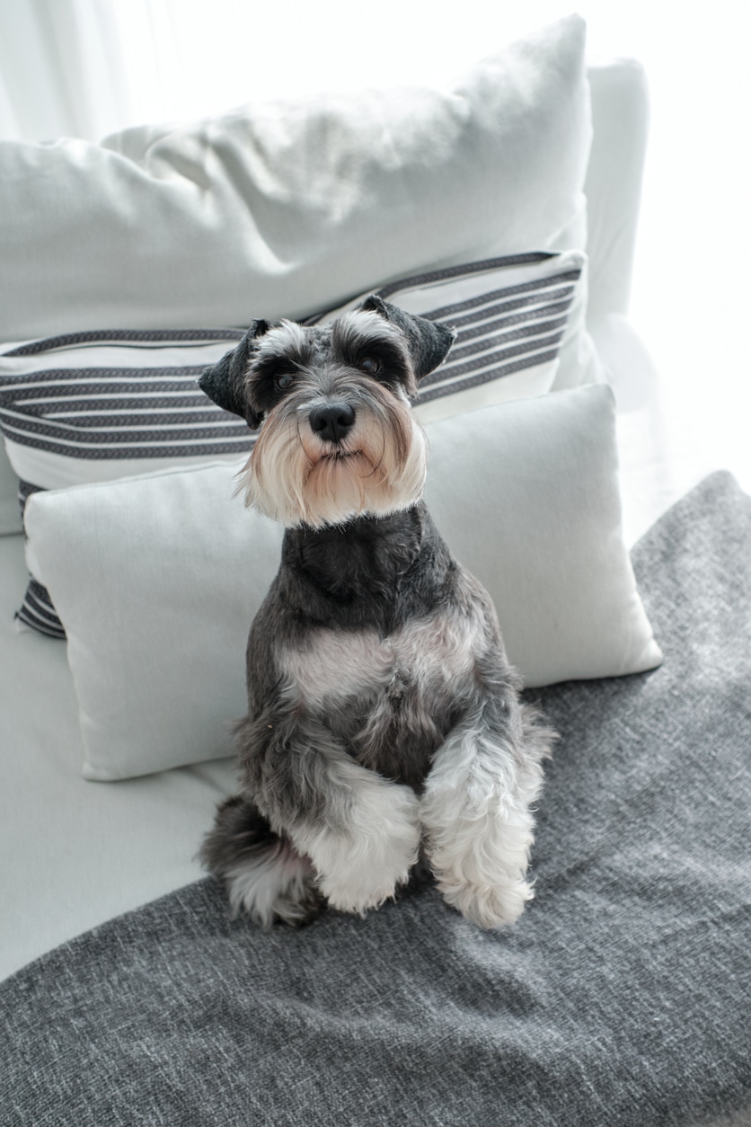 Schnauzer