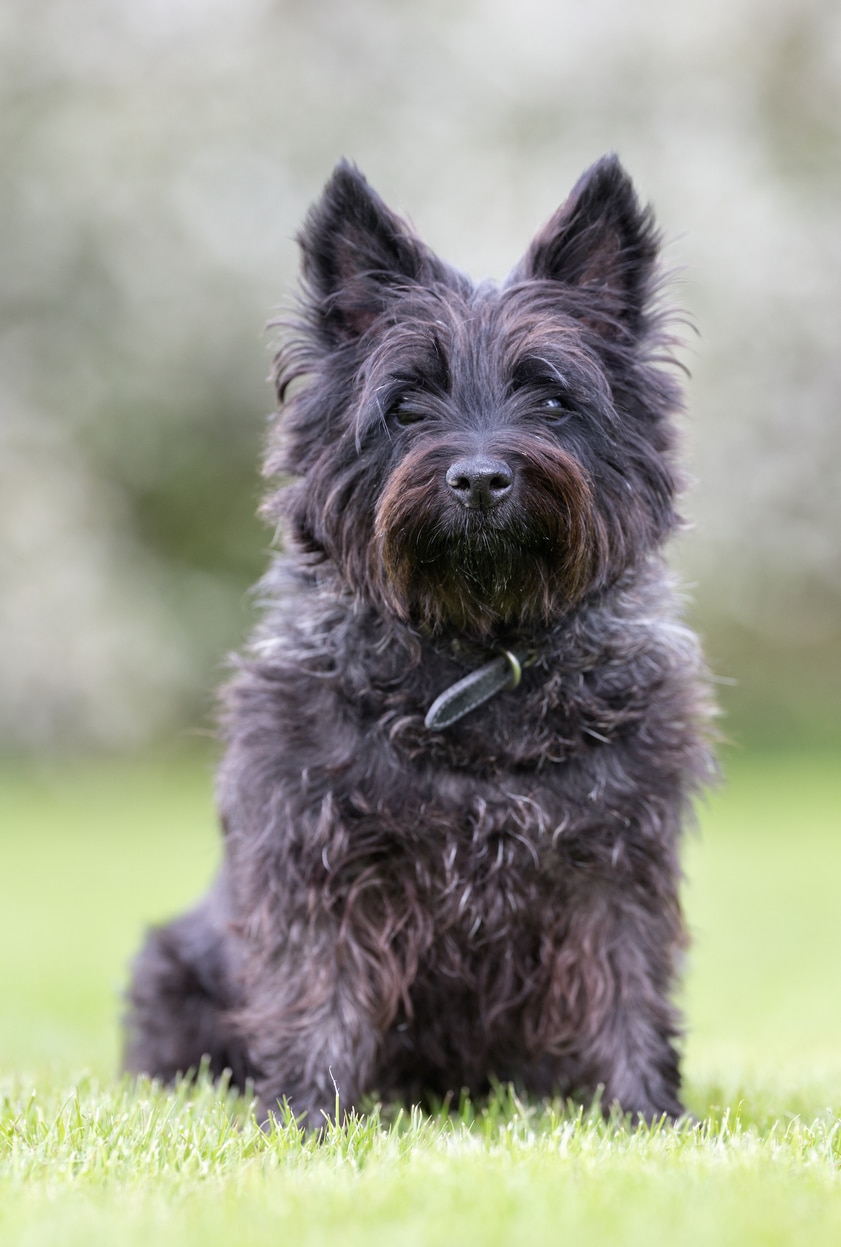 Cairn terrier