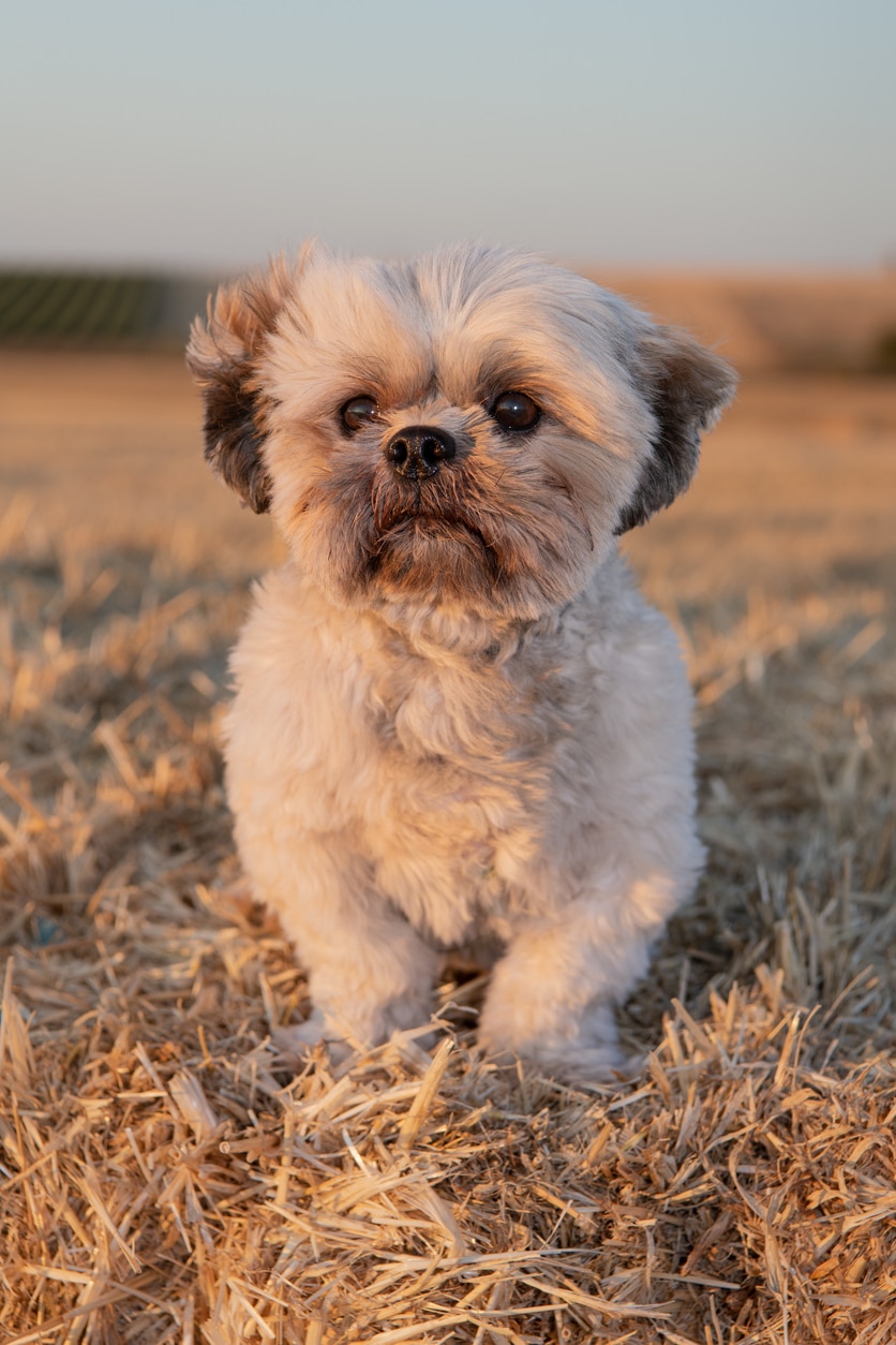 Shih-Tzu