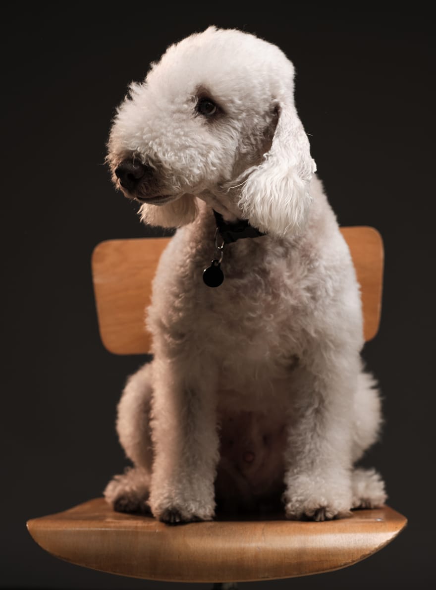 Bedlington terrier