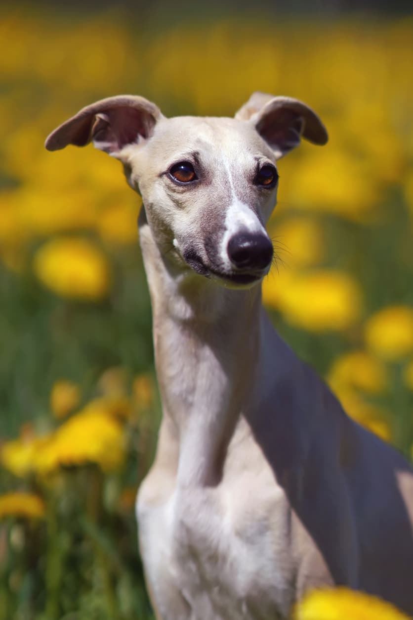 Whippet