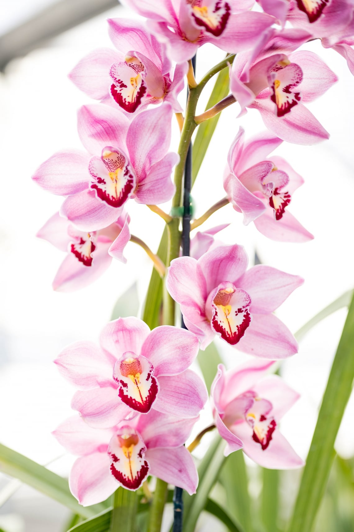 Orchidea
