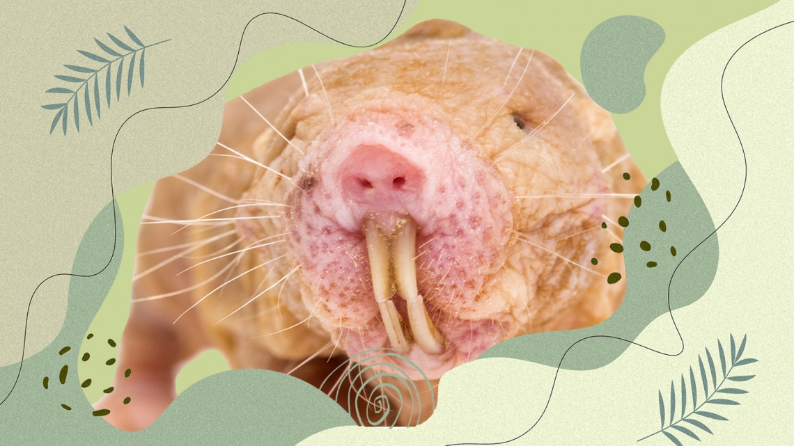 Egy emlős, ami úgy tűnik, nem öregszik