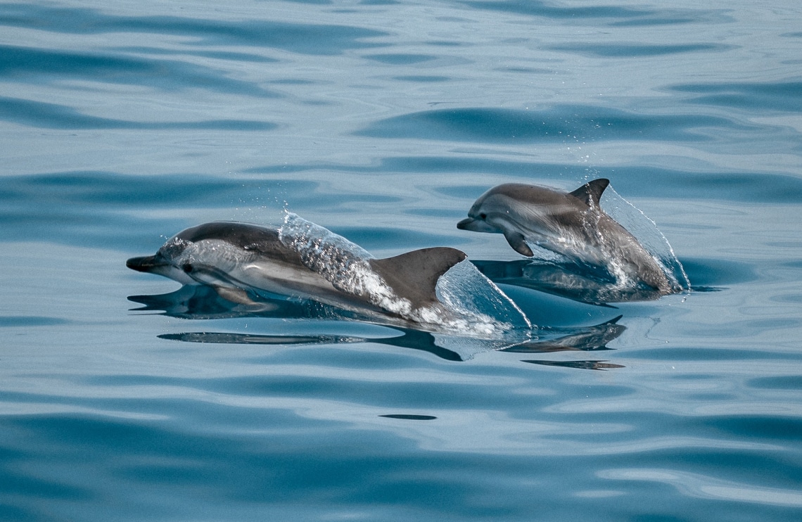  Így pusztítja a delfineket az ukrajnai háború