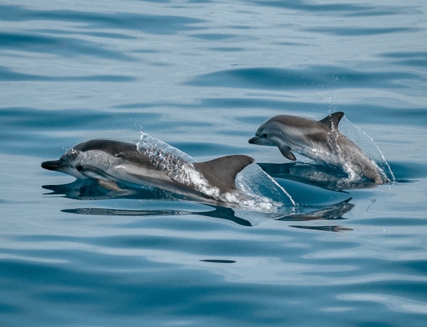  Így pusztítja a delfineket az ukrajnai háború